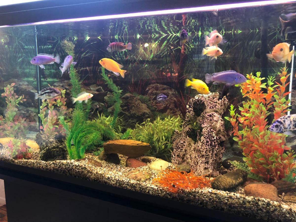Apartamentai Viktorija Nida Buitenkant foto